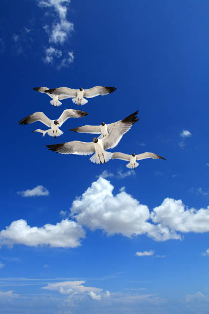 istock group of seagulls flying over sunny blue sky 1167501853