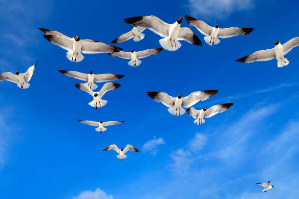 istock group of seagulls flying over sunny blue sky 1167501898