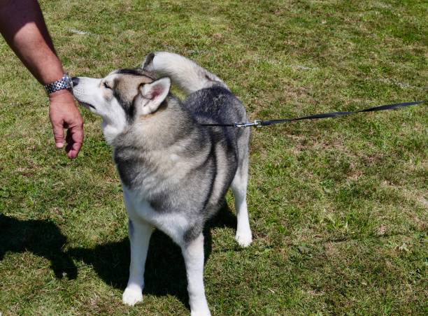 istock Alaskan Malamute Dog 1167502815
