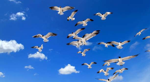 istock group of seagulls flying over sunny blue sky 1167502848