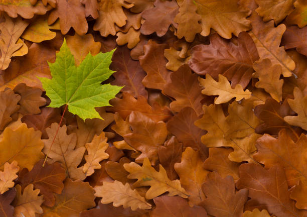 istock Green fresh fallen leaf on dead autumn bronze background 1167502945