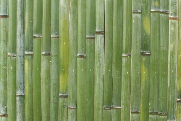 istock Japanese fresh green bamboo wall 1167503086