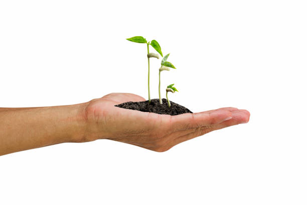 istock Hand holding  green sprout on white background, environmental concept 1167503144