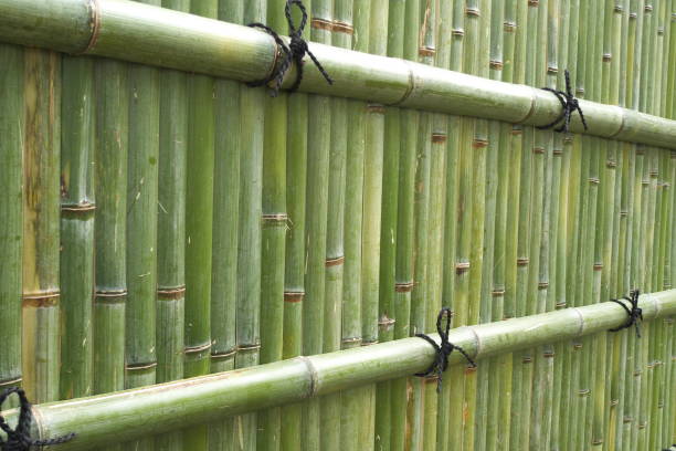 istock Japanese fresh green bamboo wall 1167503408