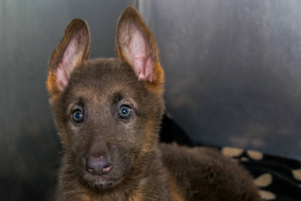 istock german sheperd puppy protrait at the veterinary clinic 1167504573