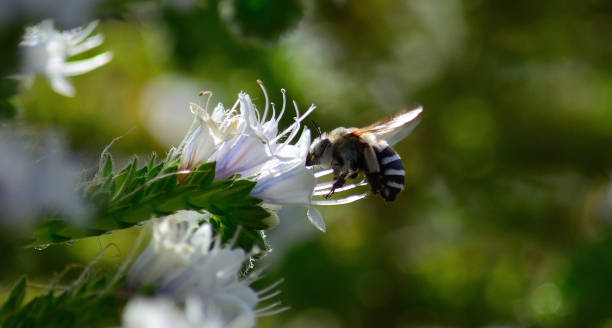 istock Black and white bee on Tajinaste flowers 1167505443