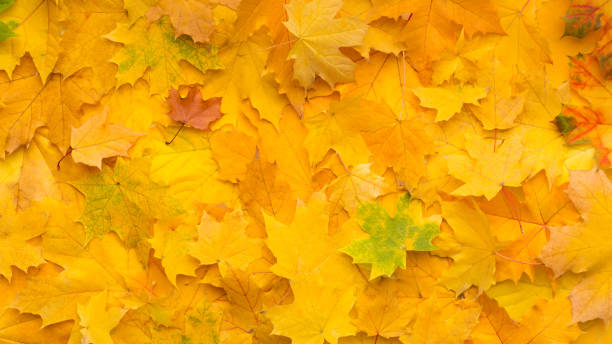 istock Tapestry of fallen yellow maple leaves concept 1167506576