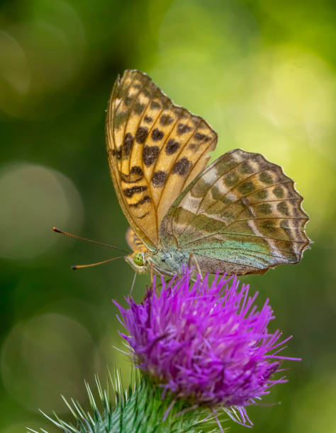istock magic butterfly portrait with green bokeh 1167506609