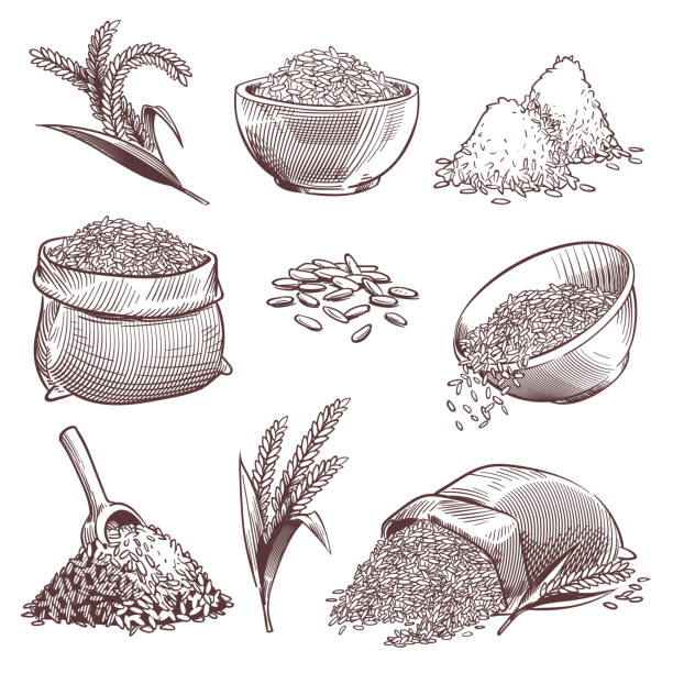 お米をスケッチします。ヴィンテージ手描きのアジアの穀物と耳。野生の米の穀物の山、水田袋。農業彫刻絶縁ベクトルセット - brown rice rice healthy eating organic点のイラスト素材／クリップアート素材／マンガ素材／アイコン素材