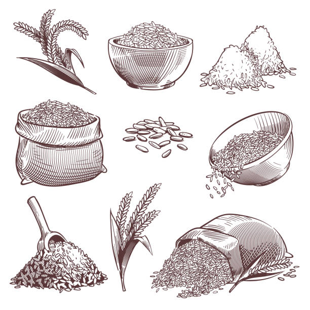 Sketch rice. Vintage hand drawn asian grains and ear. Pile of wild rice cereals, paddy sack. Agriculture engraving isolated vector set Sketch rice. Vintage hand drawn asian grains and ear. Pile of wild rice cereals, paddy sack. Agriculture engraving isolated vector healthy eating grained isolate set rice cereal plant stock illustrations