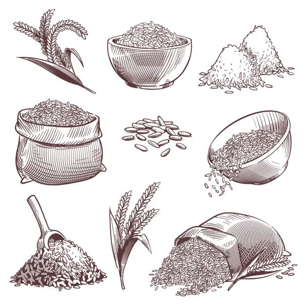 Vector illustration of Sketch rice. Vintage hand drawn asian grains and ear. Pile of wild rice cereals, paddy sack. Agriculture engraving isolated vector set