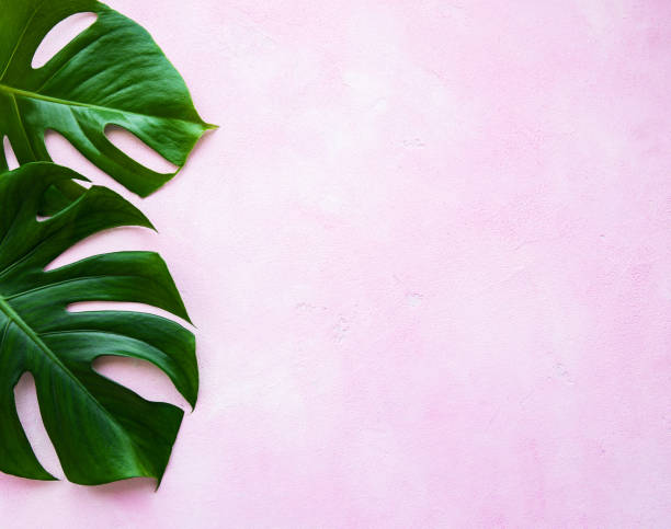 istock Tropical leaves monstera 1167506826