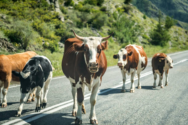 istock A herd of cows stands on a highway 1167507131