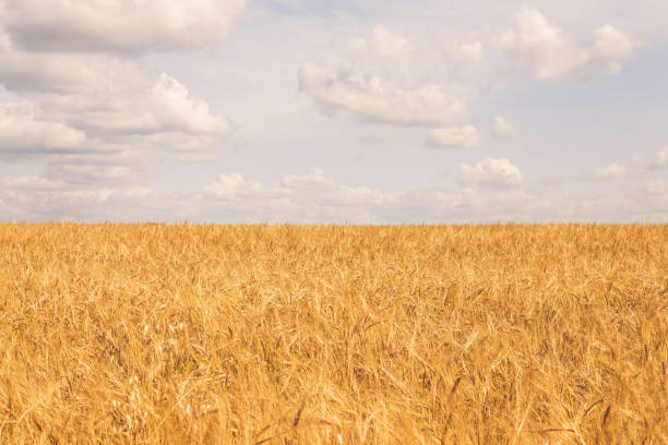 istock endless golden rye field with blue cloudy sky 1167509966