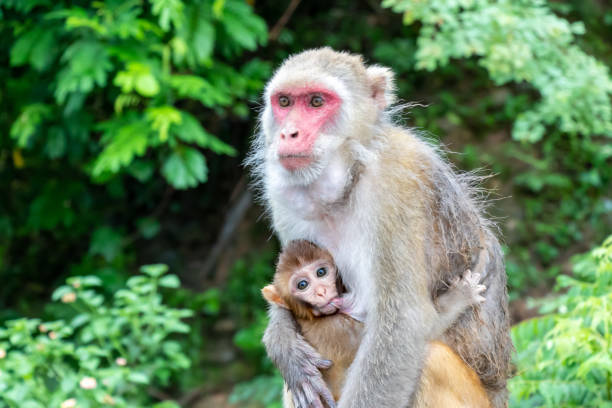 istock Mother and child, Monkey. Baby Monkey breastfeeding from mother. 1167511430