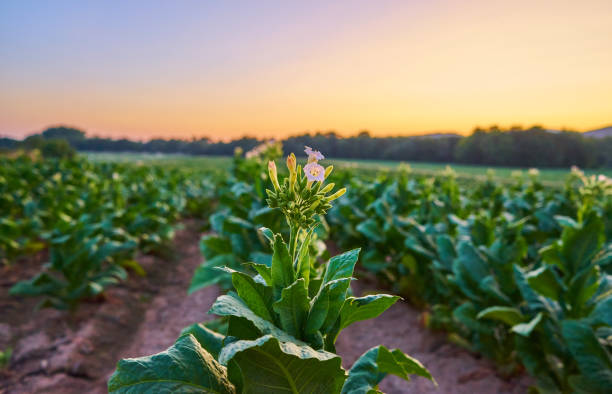 piantagione di tabacco al tramonto a la vera, estremadura, spagna - tobacco foto e immagini stock