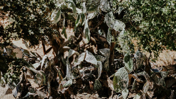 große pflanze kaktus opuntia ficus-indica krank nach cochineal pest - scale insect stock-fotos und bilder