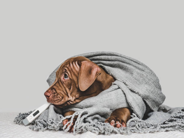 istock Young puppy, wrapped in a gray scarf 1167513420