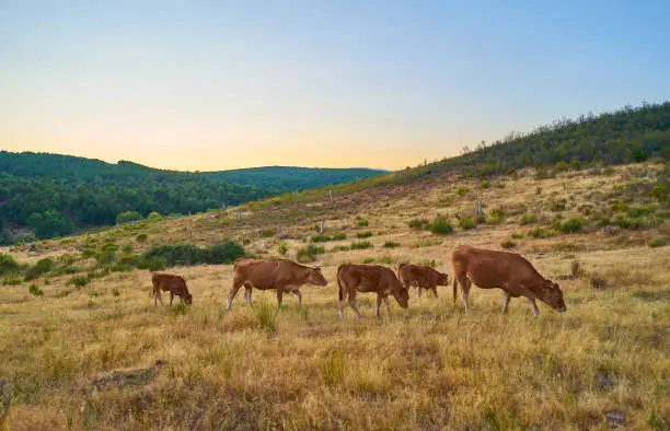 Cows grazing in the sunset of Extremadura, Spain