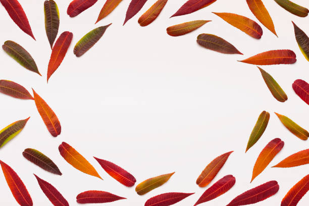 istock Oval frame for advertisement of colored willow fallen leaves 1167513929
