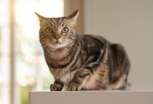 istock Beautiful short hair cat at home 1167514185
