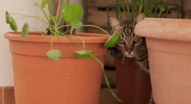istock Beautiful short hair cat at home 1167514194