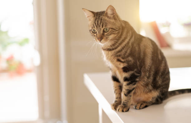 istock Beautiful short hair cat at home 1167514228