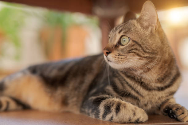 istock Beautiful short hair cat at home 1167514240