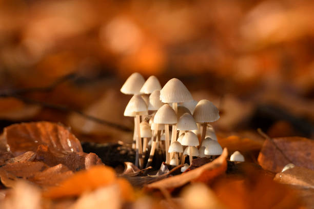 mycènes de mycènes se développant sur le plancher de forêt pendant un matin d'automne - fungus forest nature season photos et images de collection