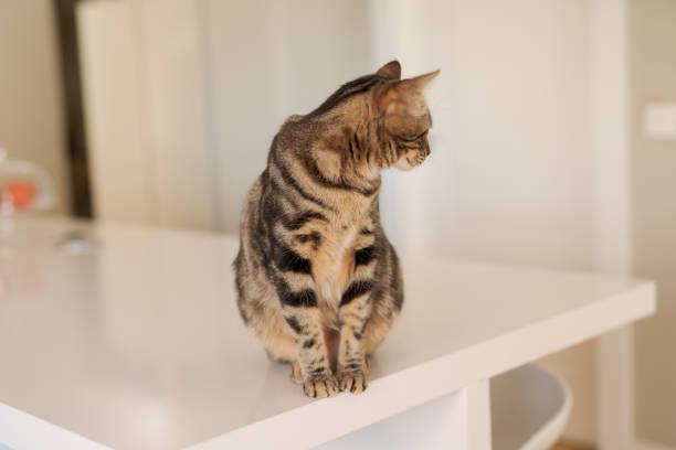 istock Beautiful short hair cat at home 1167514280