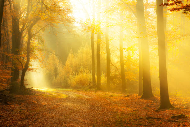 istock Path through a misty forest during a beautiful foggy autumn day 1167514289