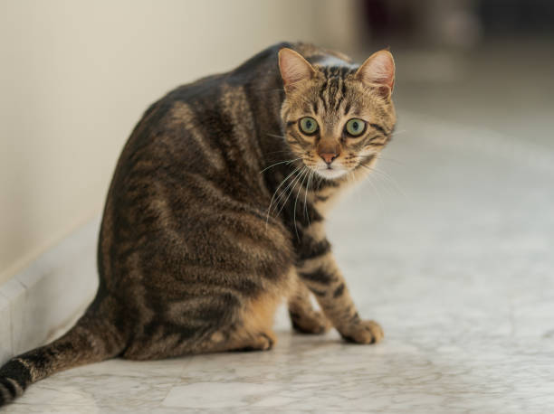 istock Beautiful short hair cat at home 1167514296