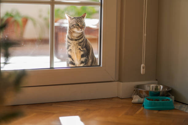 istock Beautiful short hair cat at home 1167514297