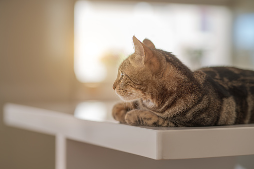 Beautiful short hair cat lying on white table at home