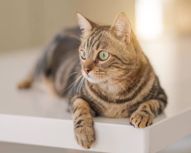 istock Beautiful short hair cat at home 1167514845