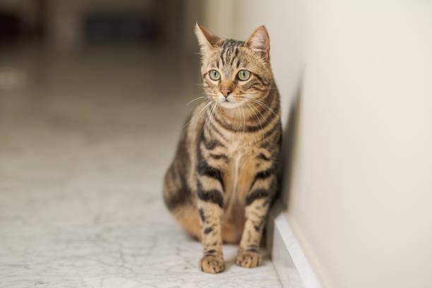 istock Beautiful short hair cat at home 1167514994