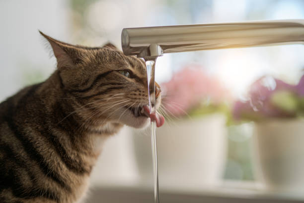 istock Beautiful short hair cat 1167515383