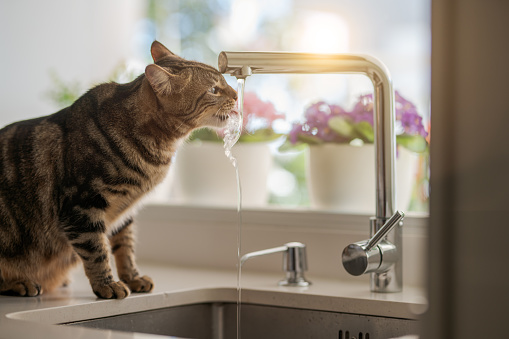A cat drinking from a kitchen tap faucet