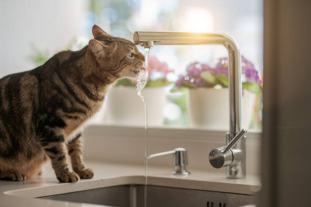 Beautiful short hair cat Beautiful short hair cat drinking water from the tap at the kitchen bengal cat stock pictures, royalty-free photos & images