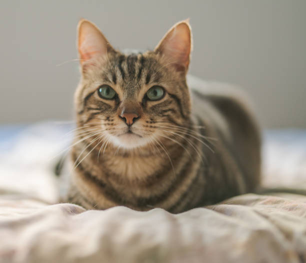 istock Beautiful short hair cat 1167515419