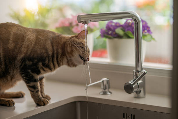 istock Beautiful short hair cat 1167515421