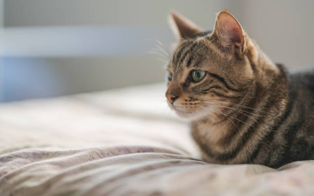 istock Beautiful short hair cat 1167515422