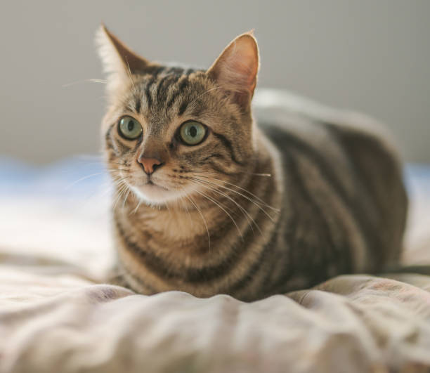 istock Beautiful short hair cat 1167515456