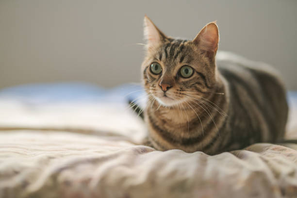 istock Beautiful short hair cat 1167515460