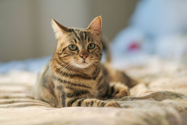 istock Beautiful short hair cat 1167515463