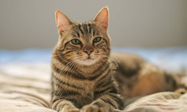 istock Beautiful short hair cat 1167515464