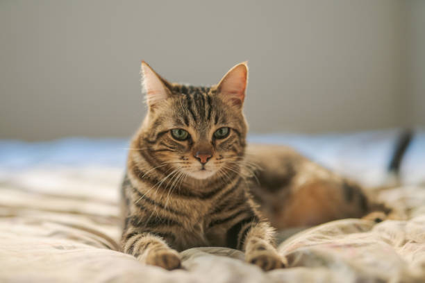istock Beautiful short hair cat 1167515467