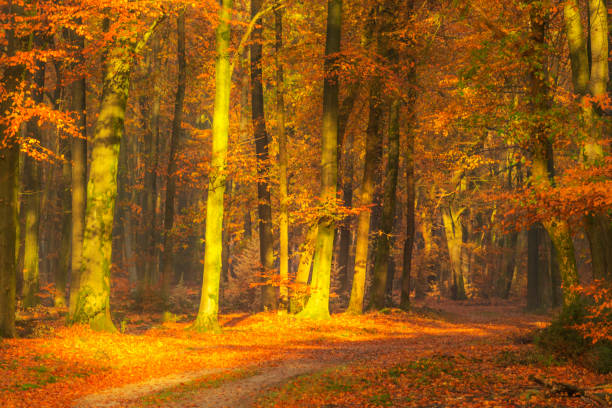 istock Path through a misty forest during a beautiful foggy autumn day 1167515501