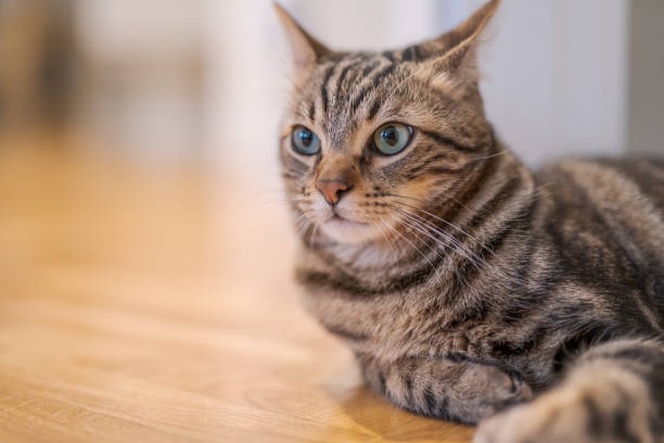 istock Beautiful short hair cat at home 1167515555