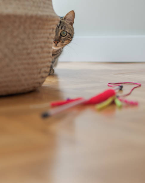 istock Beautiful short hair cat at home 1167515589